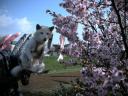 散歩コースの桜
