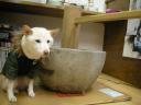 「レンタルだそうです」