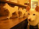 柴犬型。