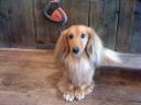 パーソナリティの愛犬さん。