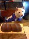 「君は食べられないのよ｣