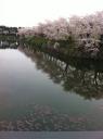 満開！